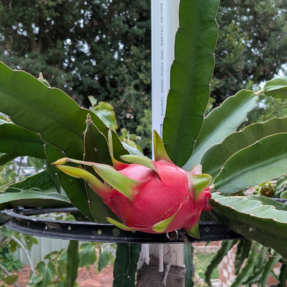 Picture of the whole plant